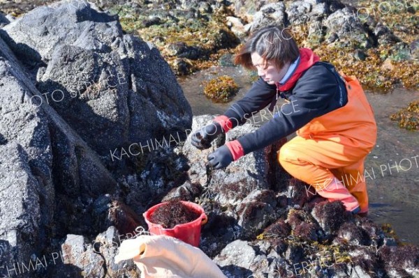 広尾町内の沿岸でフノリを採取する漁業者（２７日午前９時ごろ）