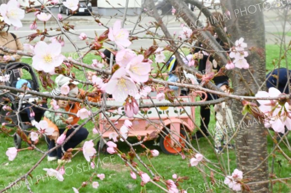 平年より９日早く「開花」した帯広市内のサクラ（帯広測候所の副標本木、２３日午前１０時３０分）