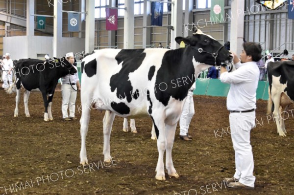 十勝Ｂ＆Ｗショウ　最高位にエスティリア（広尾）の出品牛