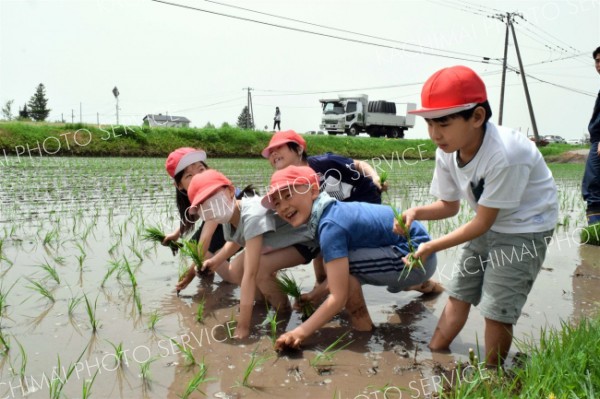 泥まみれになりながら苗を植える児童ら