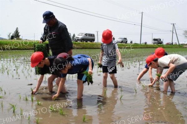 泥まみれになりながら苗を植える児童ら