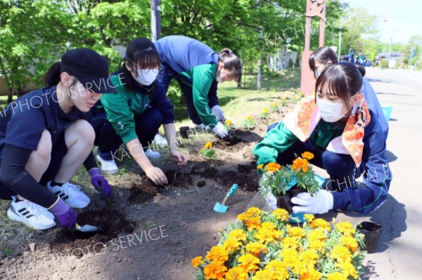 高校生が花壇整備ボランティア　大樹