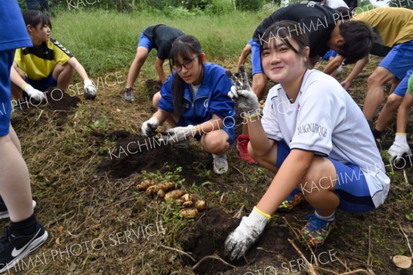 学校菜園でジャガイモを収穫する生徒ら
