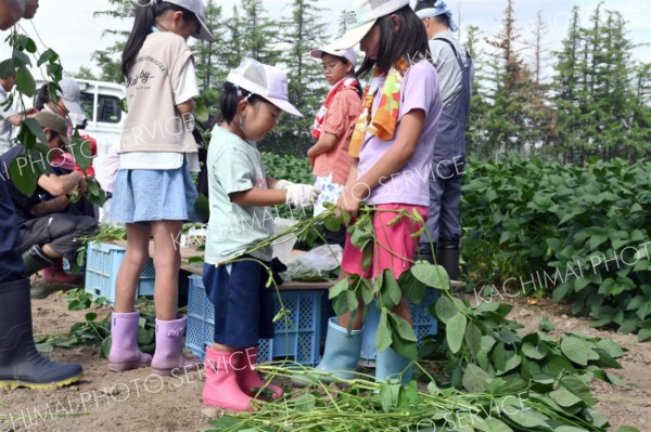 枝から枝豆の収穫に挑戦する児童たち