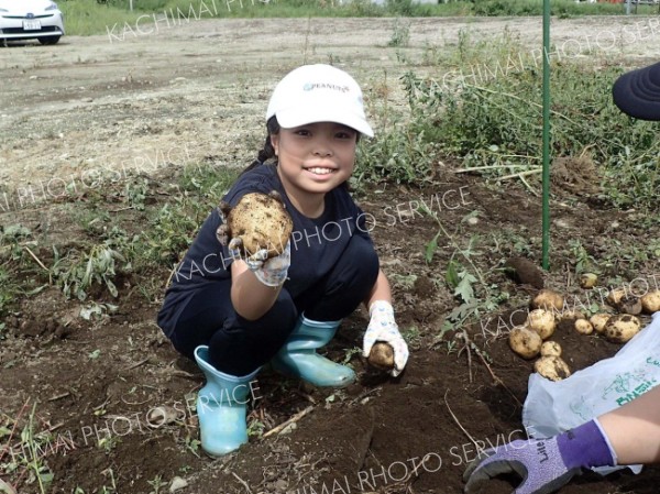 ジャガイモの収穫体験を楽しむ児童