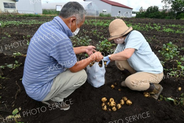 ジャガイモ収穫体験を楽しむ夫婦（１０日午前１０時２０分ごろ、音更町内の三浦農場）