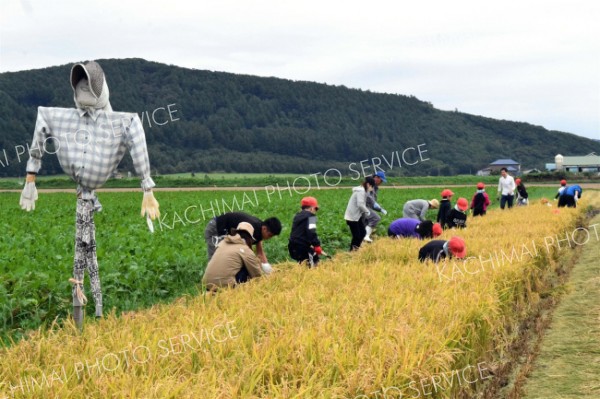 池田小３年生が稲刈り体験　３０人が参加　天日干しで乾燥
