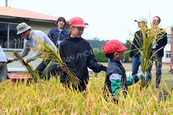 黄金色の稲を刈り取る途別小の児童（２１日午前１０時５０分ごろ）