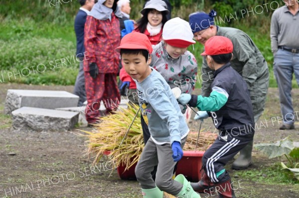 稲をグラウンドに運ぶ児童（２１日午前１１時ごろ）