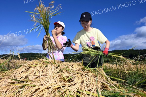 下士幌小児童が有機栽培米を収穫体験、「十勝晴れ」原料など　トカプチ
