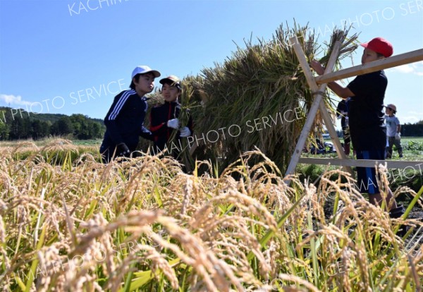 束ねた稲を干し台に掛ける児童（須貝拓也撮影）