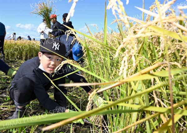 有機栽培した稲を刈り取る児童（須貝拓也撮影）