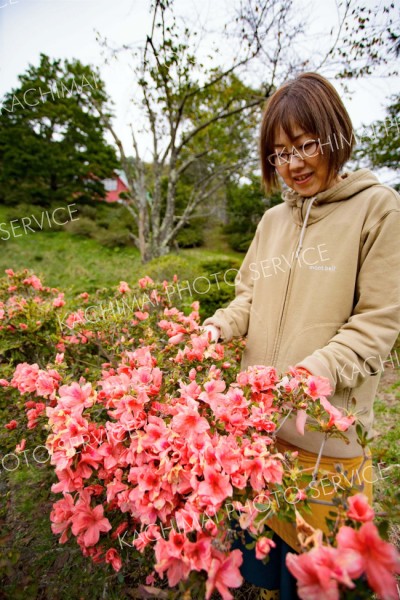 季節外れの花を咲かせた大丸山森林公園内のエゾヤマツツジ