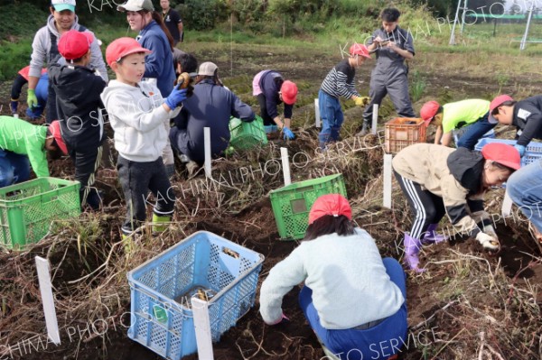 士幌小児童がジャガイモ収穫体験　食の大切さ学ぶ