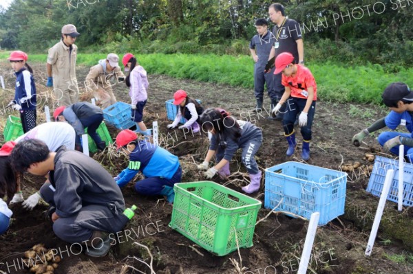 ジャガイモの収穫を体験する士幌小児童
