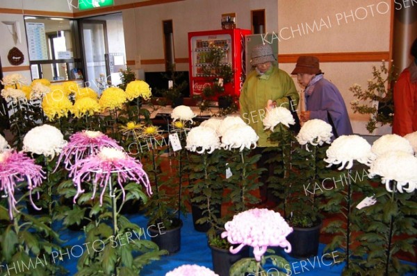 ２０１２年に田園ホールで開かれた池田町菊花同好会の菊花展