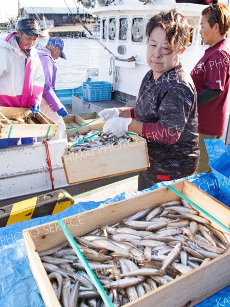 十勝沿岸でシシャモ漁始まる　広尾は水揚げ減も型は良好