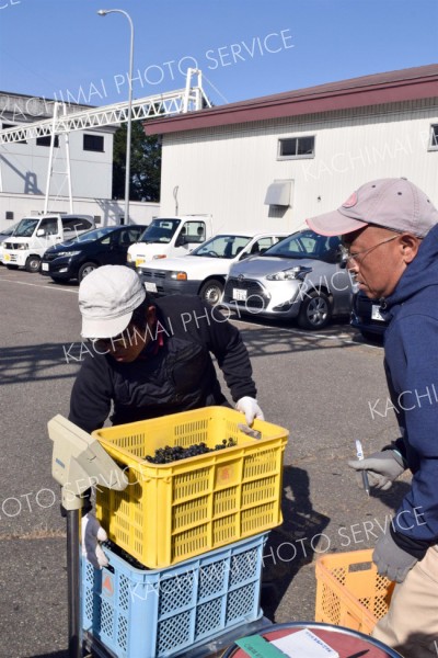 持ち込まれたブドウを計量する職員