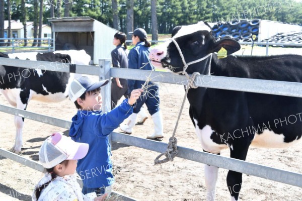 牛の餌やりを体験する参加者