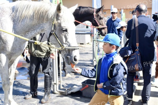 馬の餌やりを体験する参加者