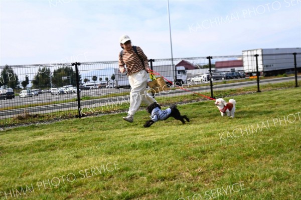 なつぞら公園にオープンしたドッグランで愛犬と遊ぶ利用者（１４日午前９時１５分ごろ、道の駅おとふけ北側のなつぞら公園）