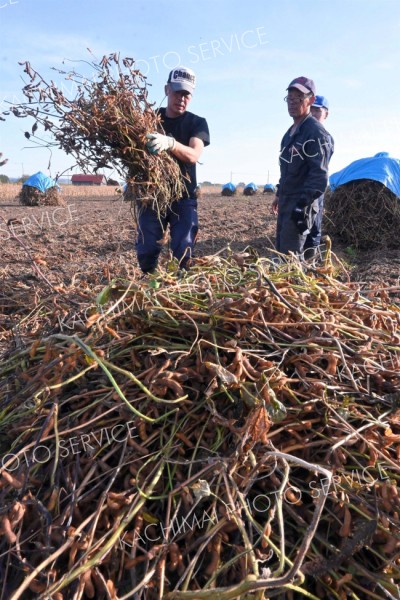 大豆を自然乾燥させる昔ながらの「ニオ積み」（１４日、音更町東音更で）