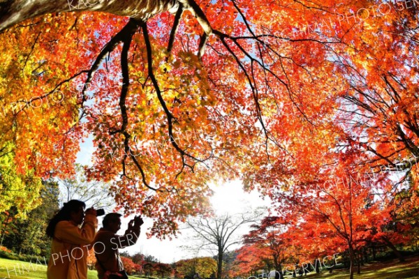 やっと真っ赤に色づく　福原山荘で紅葉見頃