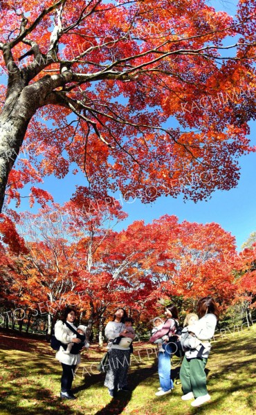 福原山荘ようやく色づく　鹿追 6