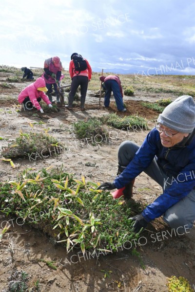 浜大樹の植生回復へガンコウランを移植　十勝自然保護協会