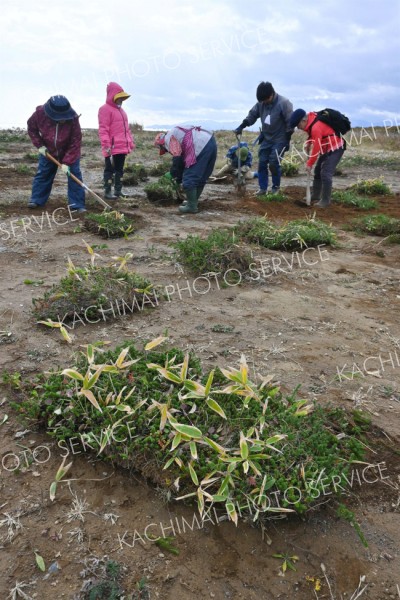浜大樹の植生回復へガンコウランを移植　十勝自然保護協会 5