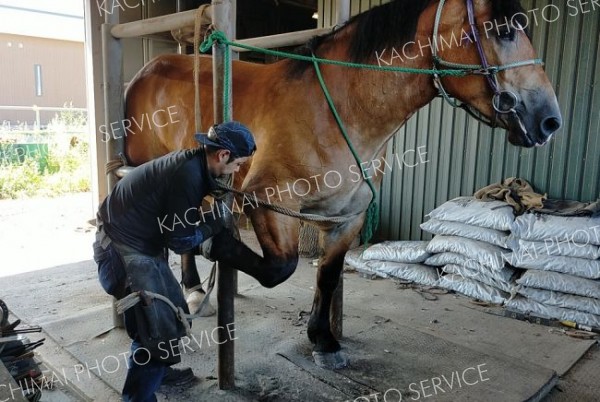 やや落ち着きがない３歳馬の削蹄、蹄鉄交換は力仕事で一苦労