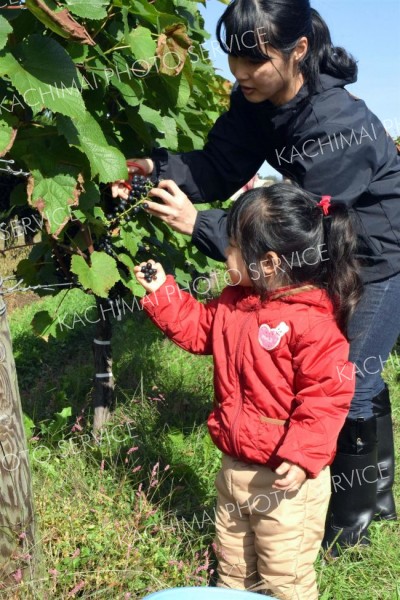 「ワイン用ブドウ」お味はいかが？　池田で収穫体験　６０人参加