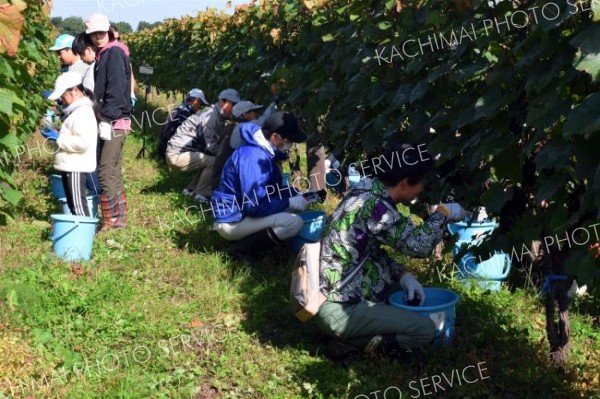 醸造用ブドウ「山幸」を収穫する参加者