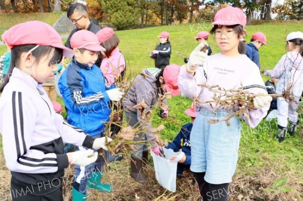 作物収穫し試食　大樹小で食育授業　ＪＡ青年部と女性部が協力