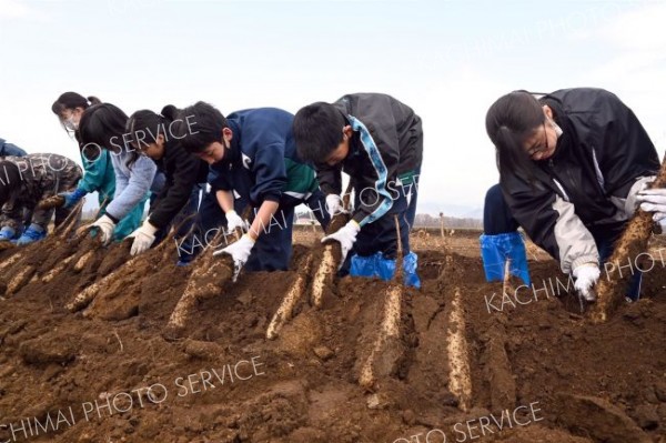 土だらけでナガイモ掘り　芽室西中１年生