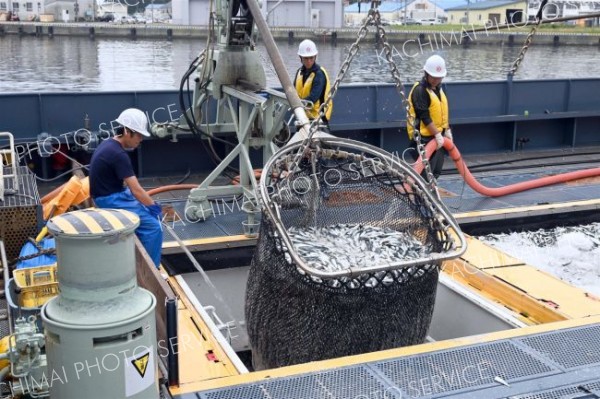 「幻の魚」だったはずが･･･　今は水揚げ９割がマイワシ　広尾町の十勝港