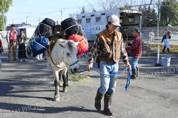 ドサンコが荷物背負って実演　帯広競馬場で見学イベント