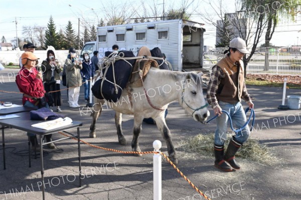 荷を背負って歩くどさんこをカメラに収めようと構える観客