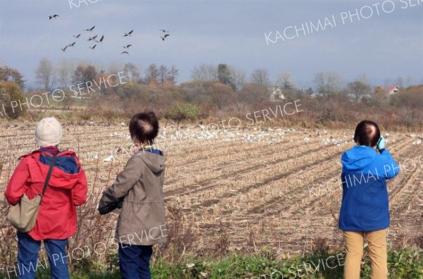 初めてのハクガンに感動　秋の渡り鳥１０００羽観察　浦幌