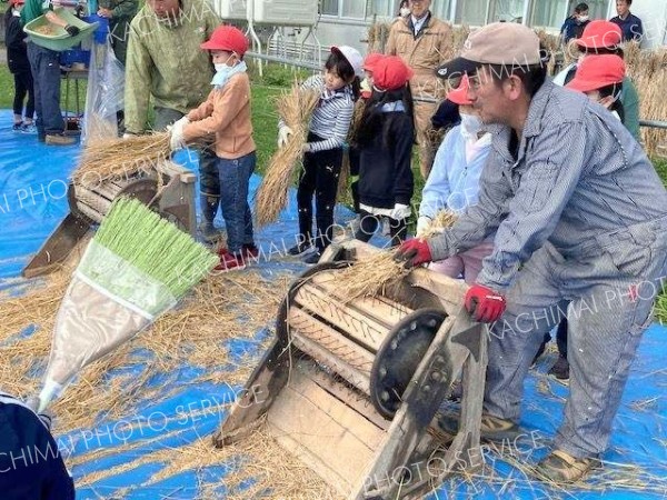 もち米みんなで集めたよ　足踏み脱穀を体験　池田小３年生