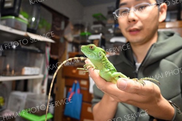 伝説が由来、今も世界に　竜の名がつく生き物「グリーンバシリスク」～更別【先読み新年号】