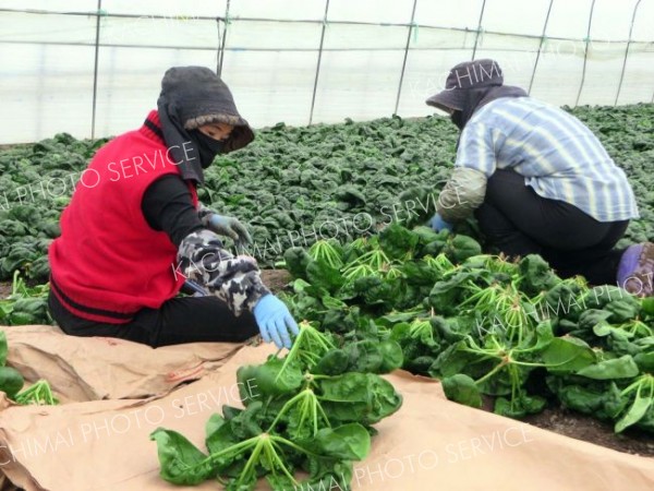 寒締めホウレンソウの生産者拡大　ＪＡびらとり　農閑期の収入確保や雇用の安定に貢献