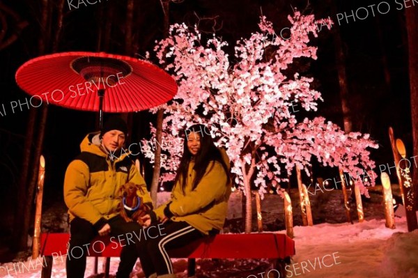 幻想的な雰囲気にライトアップされた日本一早い満開の冬桜を愛犬と一緒に楽しむ夫婦