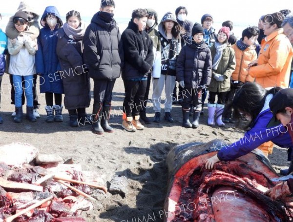 漂着クジラを授業に生かす　浦幌小児童が解体調査を見学