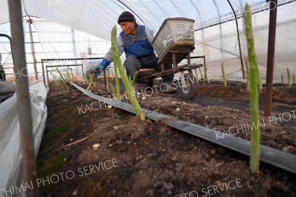 ビニールハウス内でアスパラの収穫作業をする鷲北さん（２６日午前６時２５分ごろ、町然別北４線）