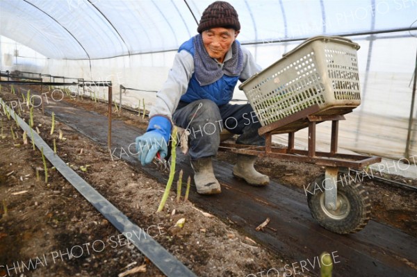 ビニールハウス内でアスパラの収穫作業をする鷲北さん（２６日午前６時半ごろ、町然別北４線）