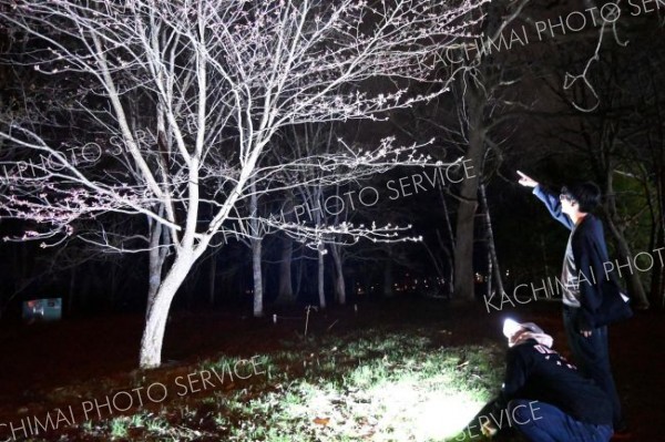 鈴蘭公園内で夜桜ライトアップの試験点灯を行う同青年部の山崎会長ら