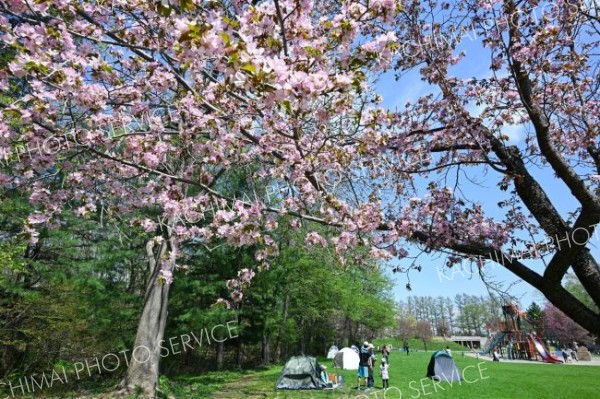 花見を楽しむ家族連れらでにぎわう帯広市の緑ケ丘公園（２９日午前１１時ごろ、須貝拓也撮影）