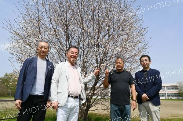 下音更小の敷地内に立つ淡墨桜が植樹から２２年目に開花したことを喜ぶ関係者ら