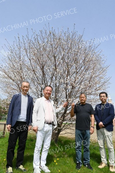 下音更小の敷地内に立つ淡墨桜